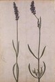 Lavandula officinalis Old English Lavender - Jacques (de Morgues) Le Moyne