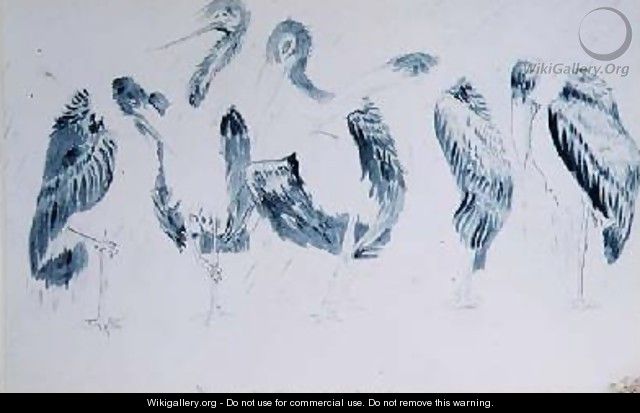 Studies of Storks - Edward Lear
