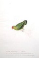 Psittacula tarantae Stanley - Edward Lear