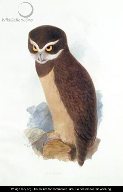 Spectacled owl - Edward Lear