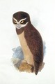 Spectacled owl - Edward Lear