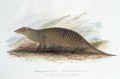 Mungos fasciatus - Edward Lear