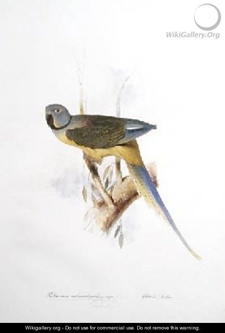 Paloeornis melanorhynchus Syties - Edward Lear