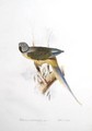 Paloeornis melanorhynchus Syties - Edward Lear