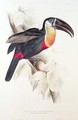 Sulphur and white breasted Toucan - Edward Lear