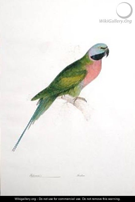 Paloeornis India - Edward Lear