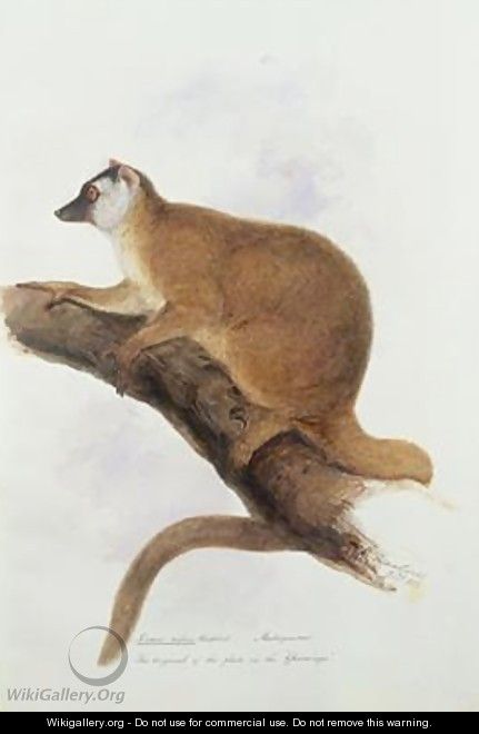 Lemur rufus Audebert - Edward Lear