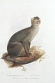 Leopardus yagouarondi Lacep - Edward Lear