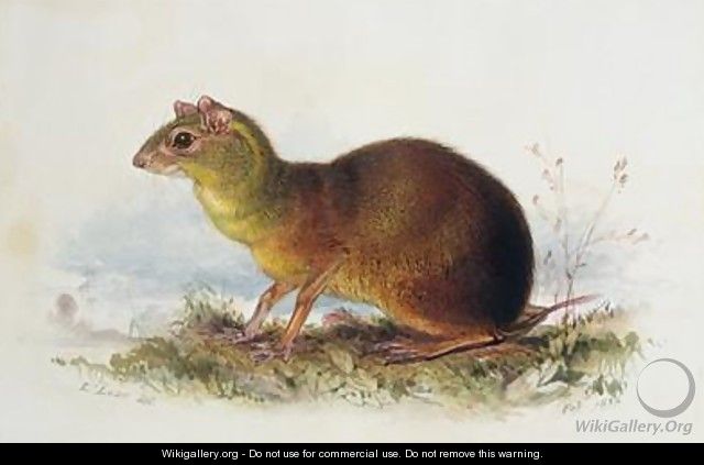 Aronilby Brown Rat-Type - Edward Lear