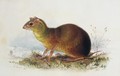 Aronilby Brown Rat-Type - Edward Lear