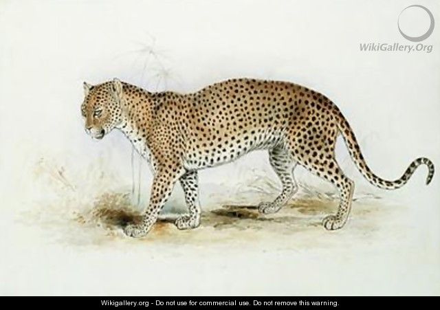The Leopard - Edward Lear