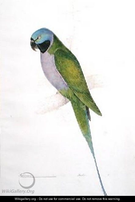 Paloeornis Derbianus - Edward Lear