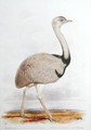 Rhea Americana - Edward Lear