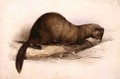 A Weasel - Edward Lear