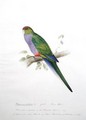 Platycercus pileatus 2 - Edward Lear