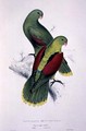 Crimson-Winged Parakeet - Edward Lear