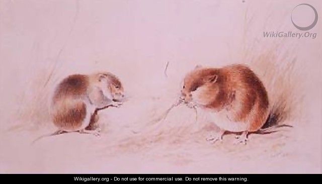 Dormice - Edward Lear