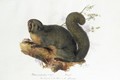 Pithecia rufiventer Is Geoff Brazil - Edward Lear