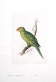 Trichoglossus euteles Femm - Edward Lear