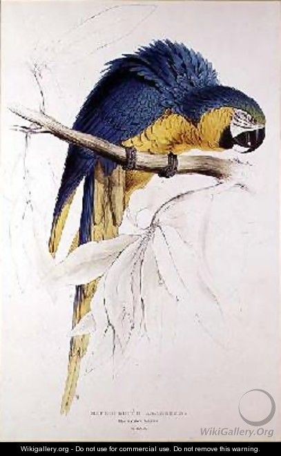 Blue and yellow Macaw 2 - Edward Lear