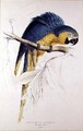 Blue and yellow Macaw 2 - Edward Lear