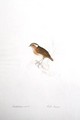 Conopophaga aurita - Edward Lear