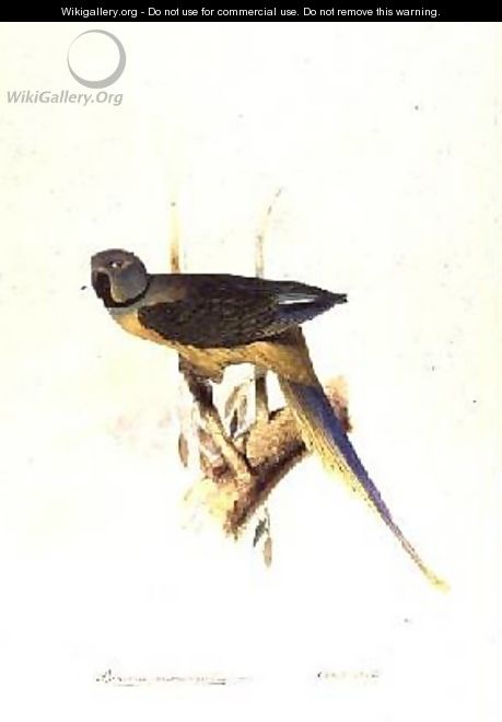 Parakeet Palaeornis Melanorhymhus - Edward Lear