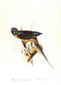 Parakeet Palaeornis Melanorhymhus - Edward Lear