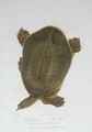 African Softshell Turtle - Edward Lear