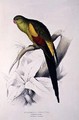 Black-Tailed Parakeet - Edward Lear