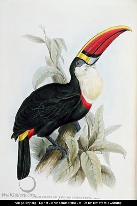 Red-Billed Toucan - Edward Lear