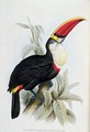 Red-Billed Toucan - Edward Lear