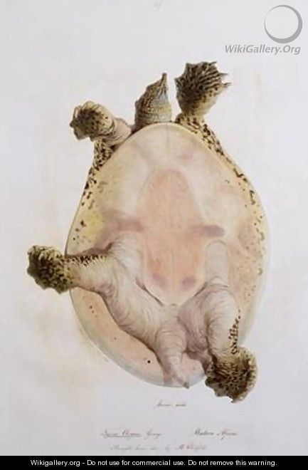 Underside of an African Softshell Turtle - Edward Lear
