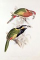 Spotted Bill Aracari - Edward Lear