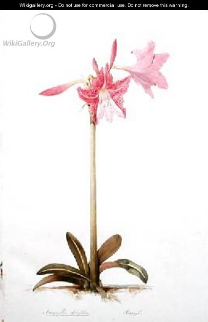 Amaryllis stuafolia - Edward Lear