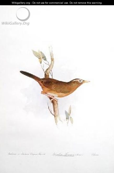 Wahmee or Indian Crying Thrush - Edward Lear