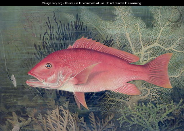Red Snapper from Game Fishes of the United States - S.A. Kilbourne