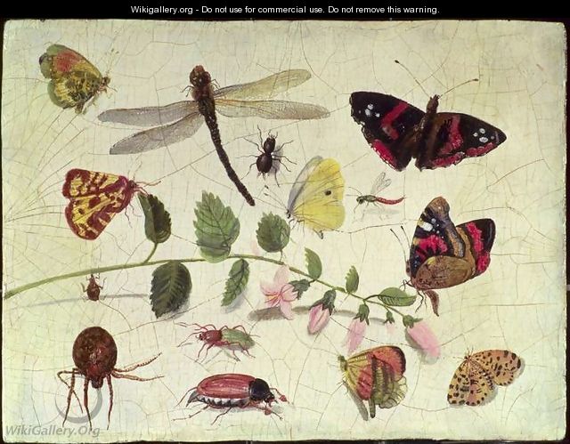 Butterflies Insects and Flowers - Jan van Kessel