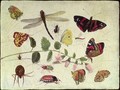 Butterflies Insects and Flowers - Jan van Kessel