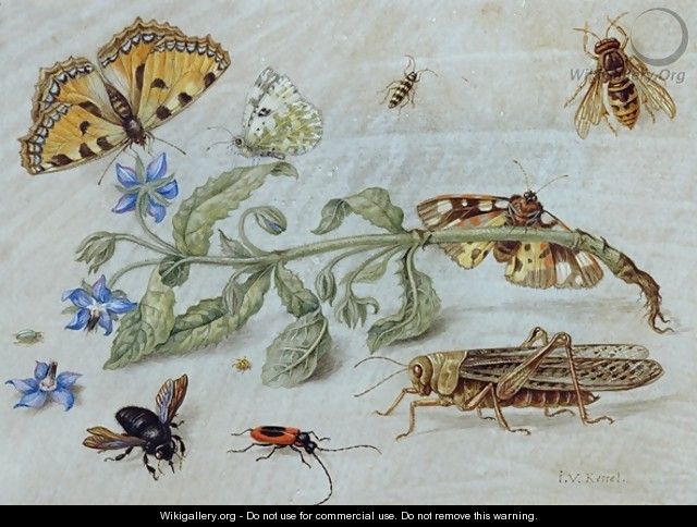 A Study of Insects 2 - Jan van Kessel