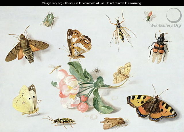 Butterflies moths and other insects with a sprig of apple blossom - Jan van Kessel