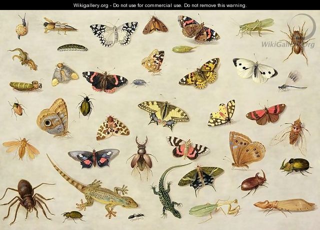 A Study of insects - Jan van Kessel