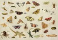 A Study of insects - Jan van Kessel