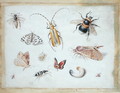 A Study of Butterflies and other Insects - Jan van Kessel