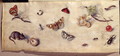A Study of Various Insects Fruit and Animals 2 - Jan van Kessel