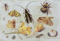 Insects 5 - Jan van Kessel