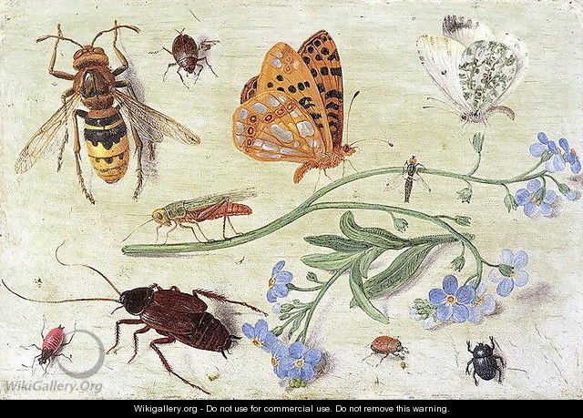 Insects 4 - Jan van Kessel