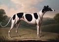 Greyhound - Benjamin Killingbeck