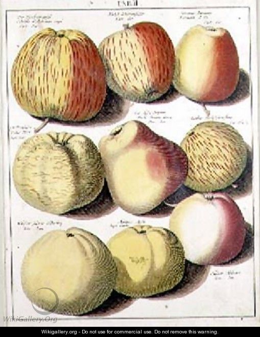 Apples - (after) Knoop, Johannes Hendrik
