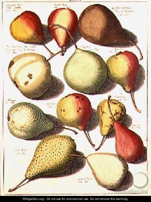 Pears - (after) Knoop, Johannes Hendrik